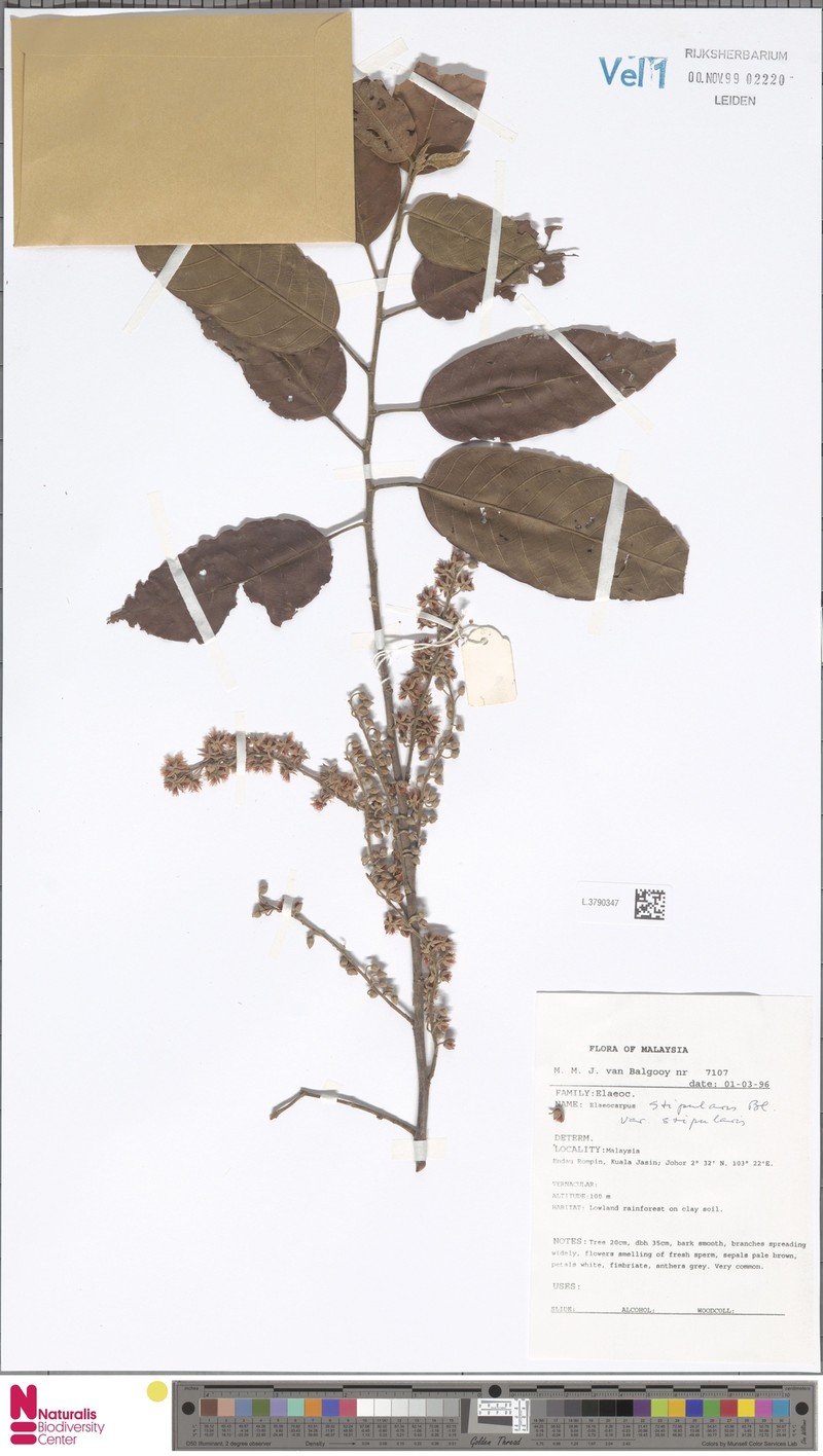 Elaeocarpus stipularis var. stipularis photo 4