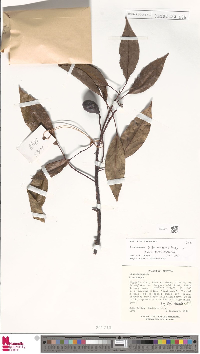 Elaeocarpus submonoceras subsp. submonoceras