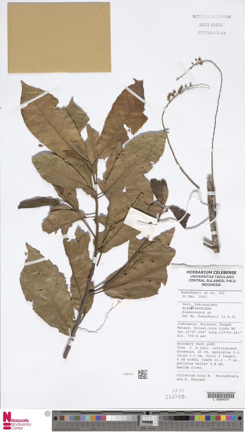 Elaeocarpus teysmannii subsp. teysmannii