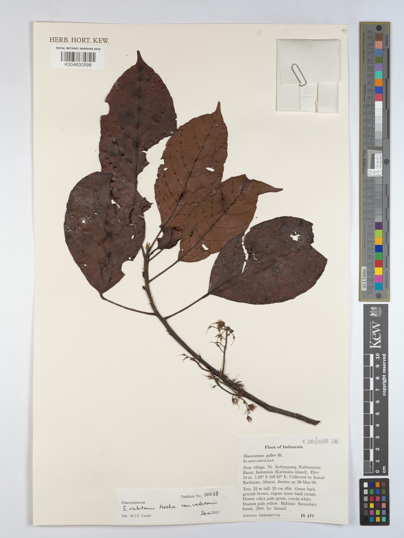 Elaeocarpus valetonii var. valetonii
