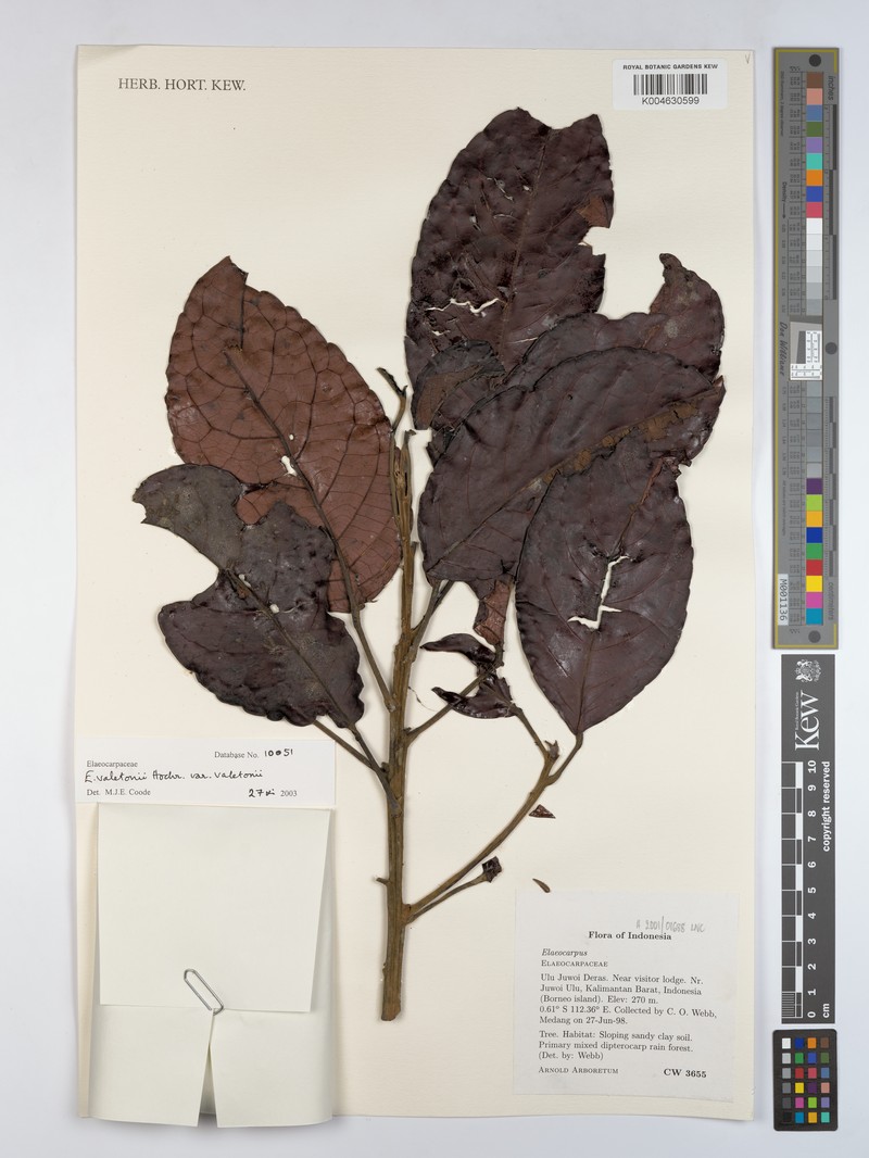 Elaeocarpus valetonii var. valetonii photo 2