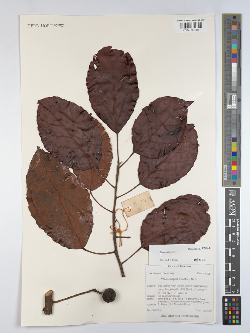 Elaeocarpus valetonii var. valetonii photo 3