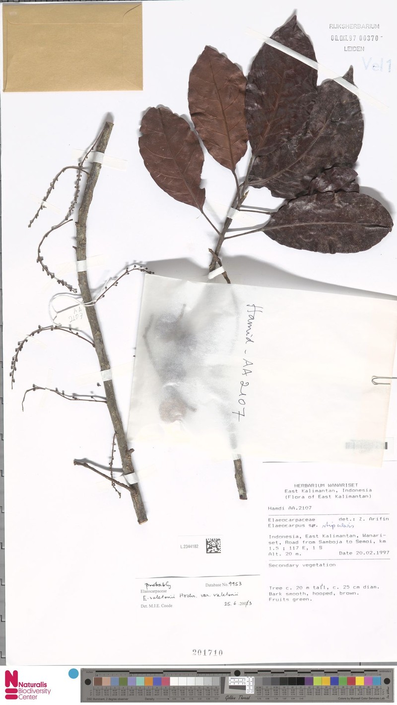 Elaeocarpus valetonii var. valetonii photo 4