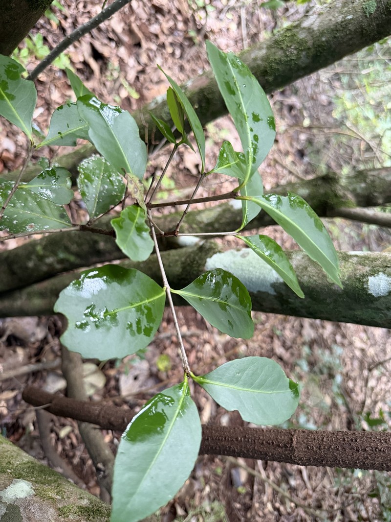 Elaeodendron australe var. australe