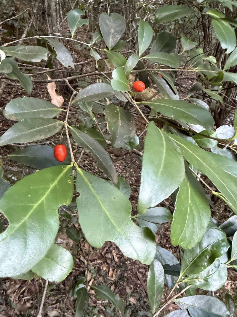 Elaeodendron australe var. australe photo 2