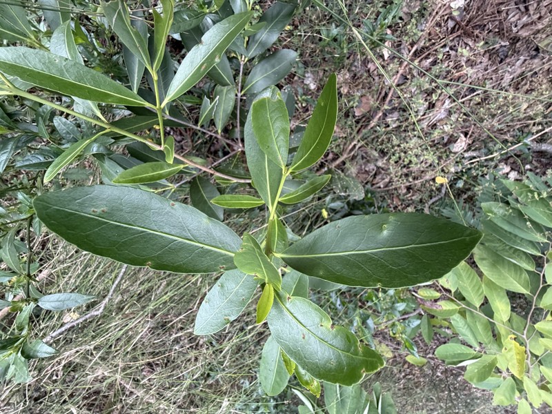 Elaeodendron australe var. australe photo 3