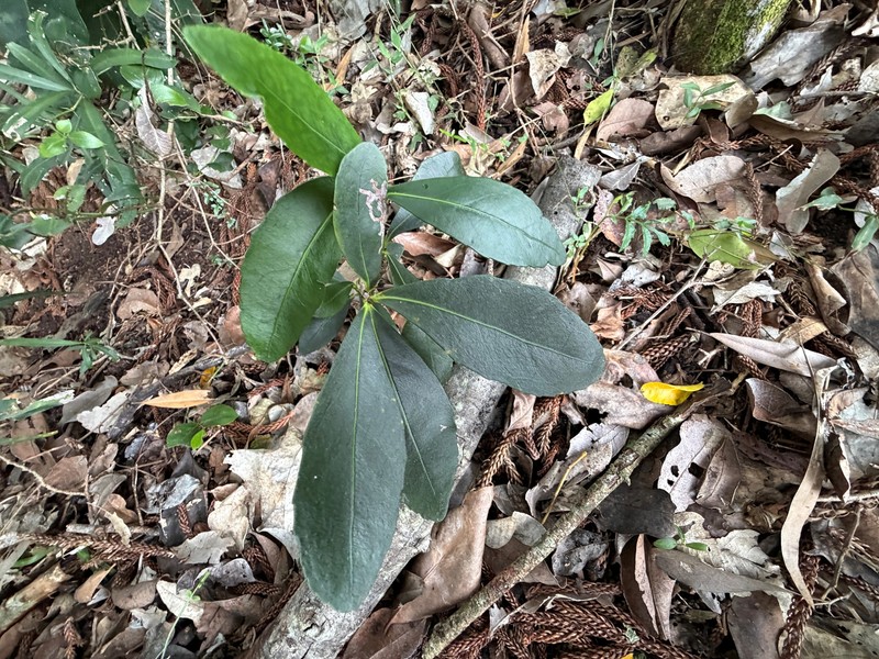 Elaeodendron australe var. australe photo 4