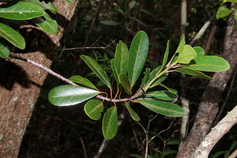 Elaeodendron pininsulare subsp. pininsulare