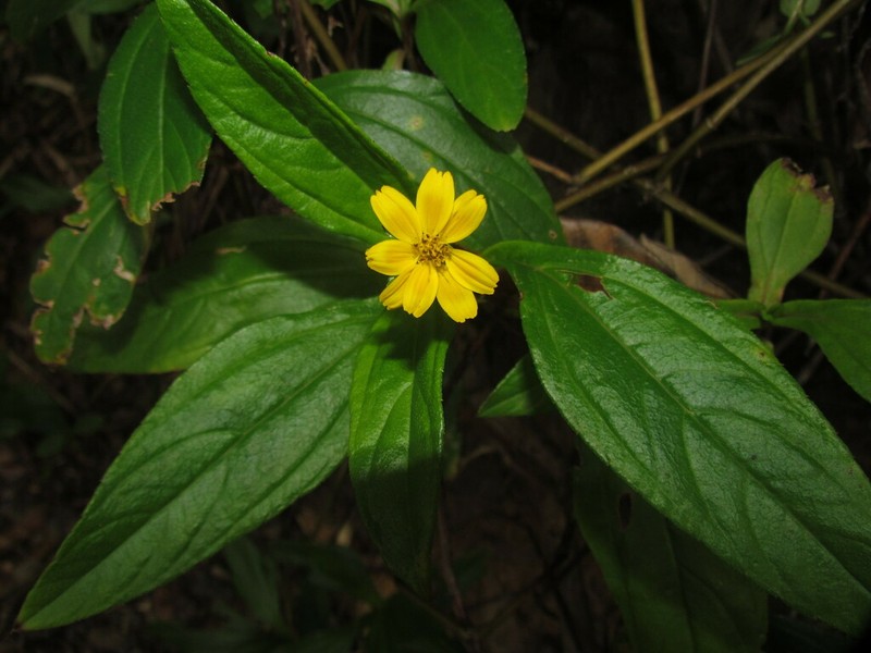 Elaphandra archeri