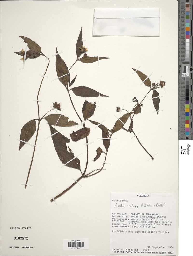 Elaphandra archeri photo 2