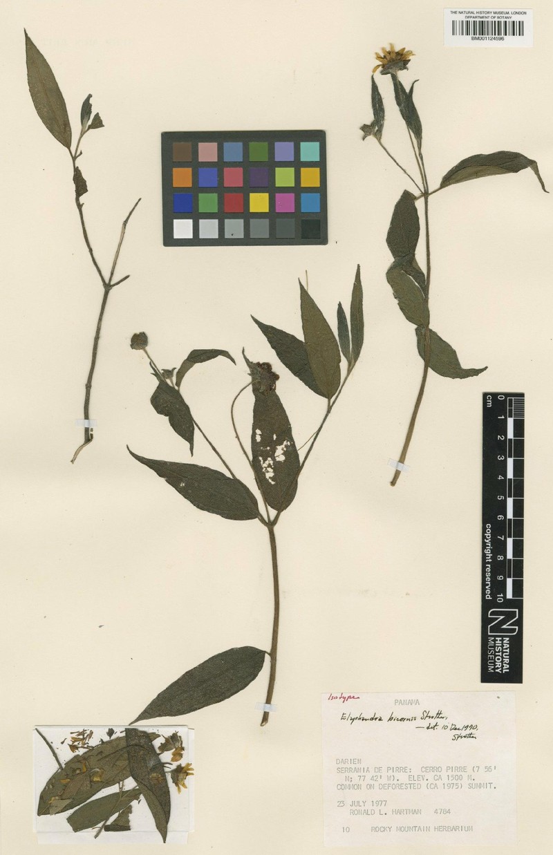 Elaphandra bicornis