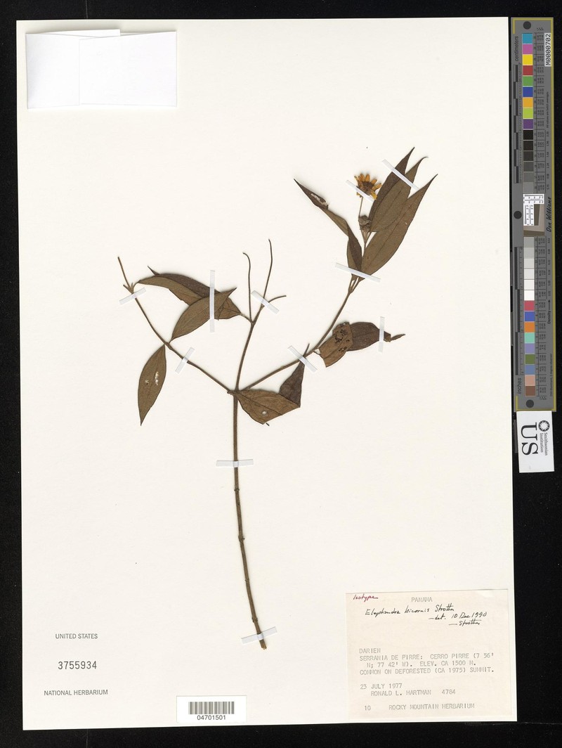 Elaphandra bicornis photo 2