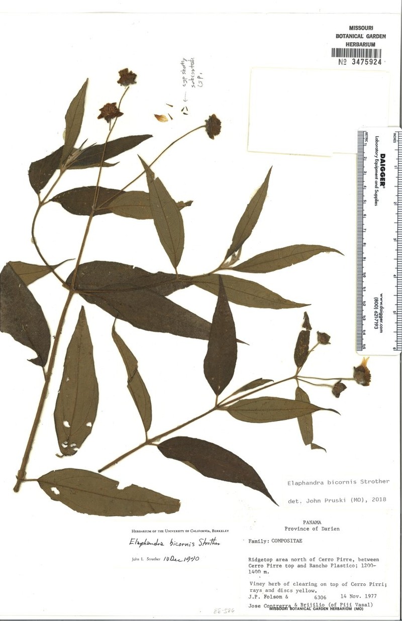 Elaphandra bicornis photo 3