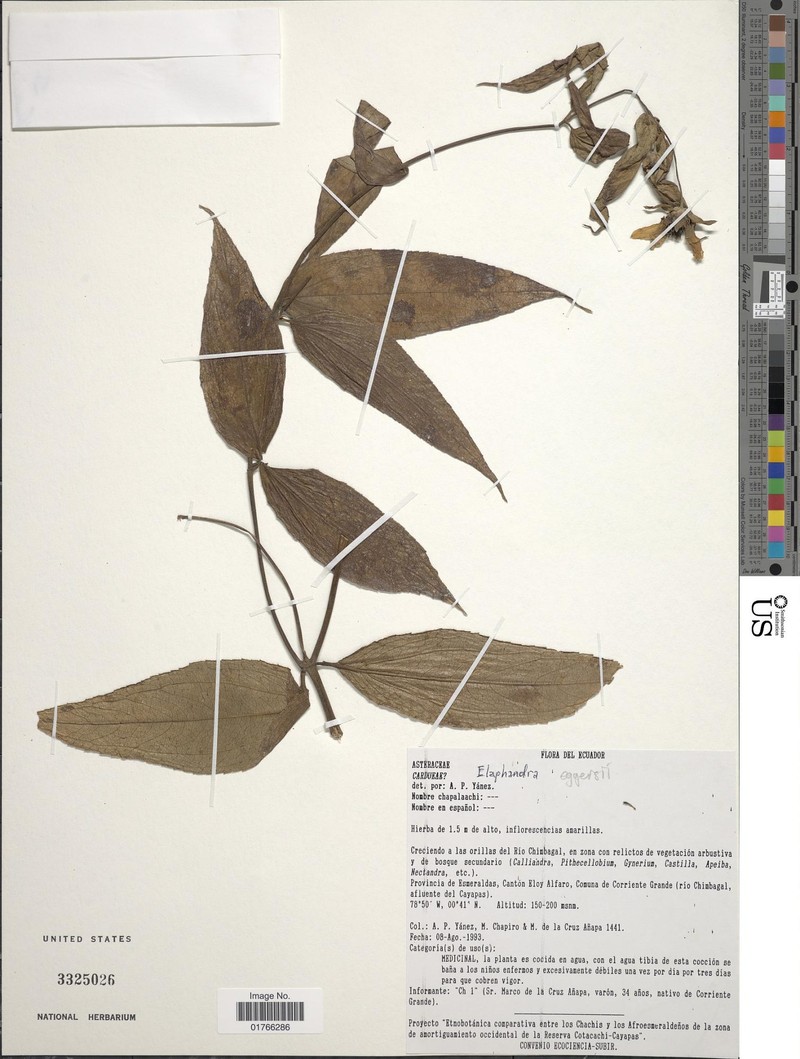 Elaphandra eggersii