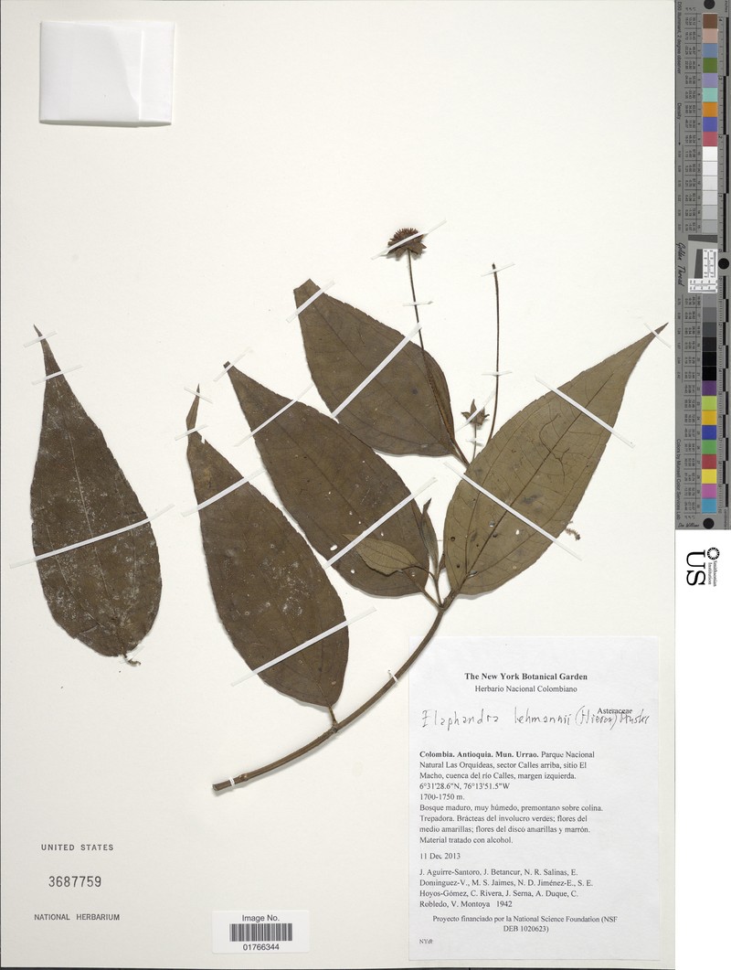 Elaphandra lehmannii