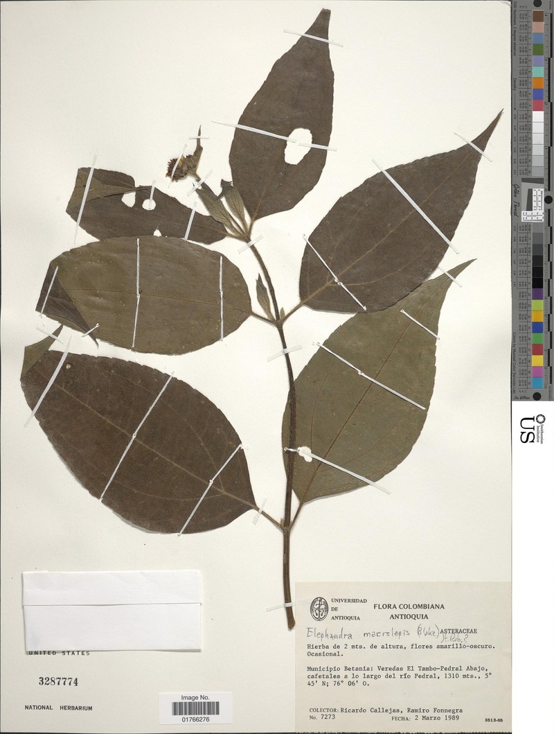 Elaphandra macrolepis