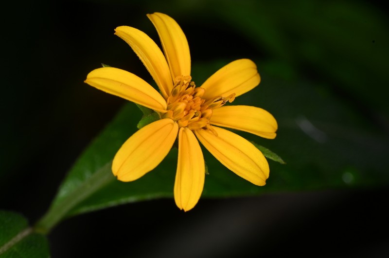 Elaphandra moriana photo 2