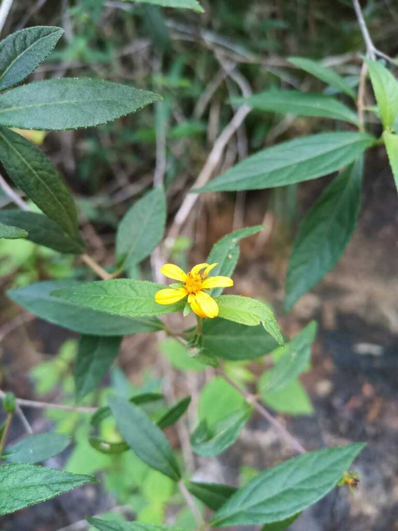Elaphandra moriana photo 3