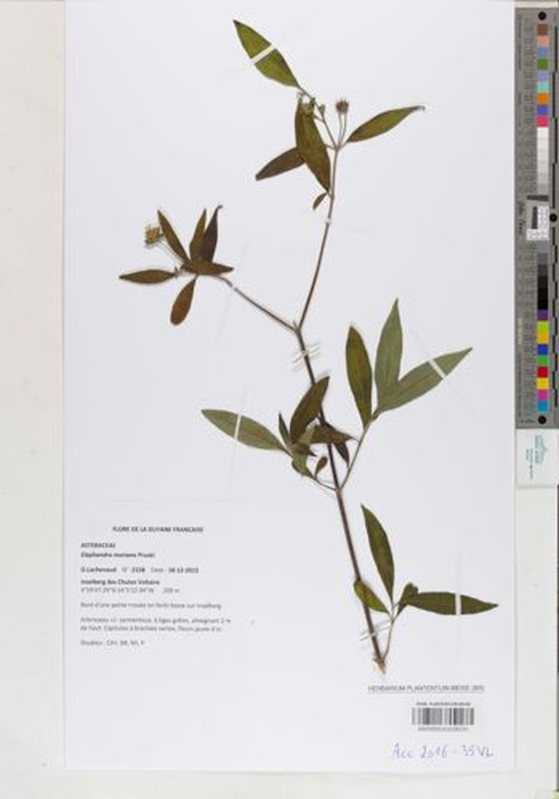 Elaphandra moriana photo 5