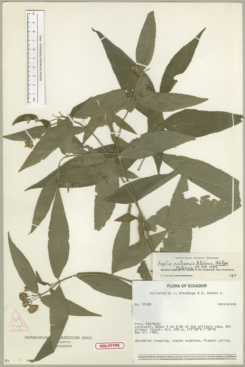 Elaphandra pastazensis
