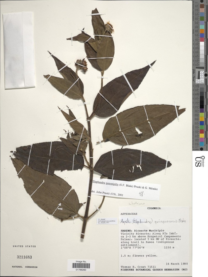 Elaphandra patentipilis