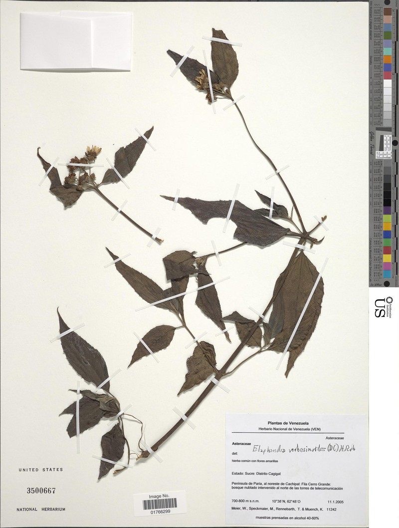 Elaphandra verbesinoides