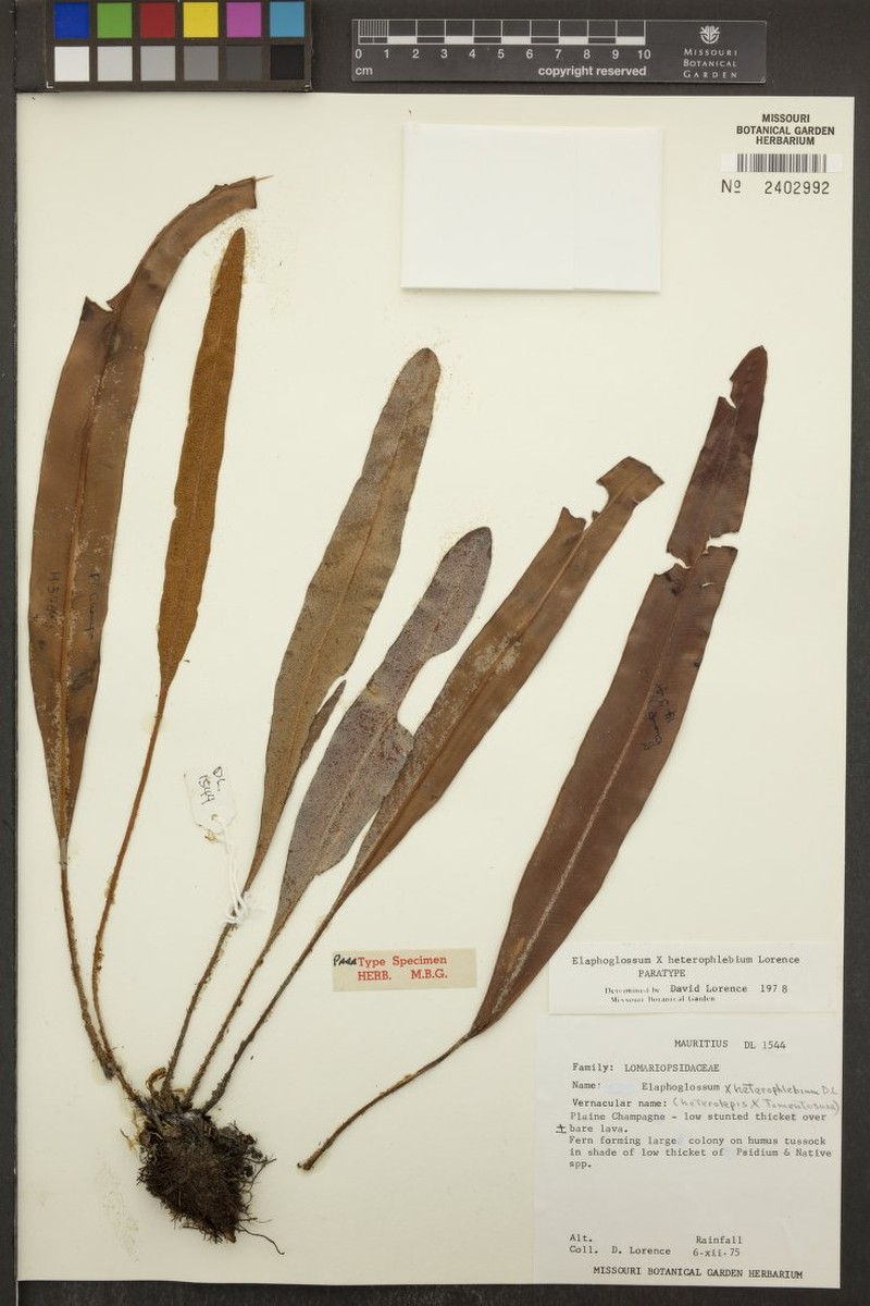 Elaphoglossum × heterophlebium