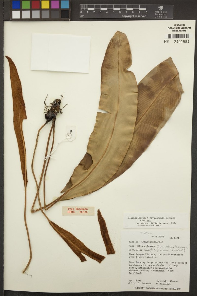 Elaphoglossum × revaughanii