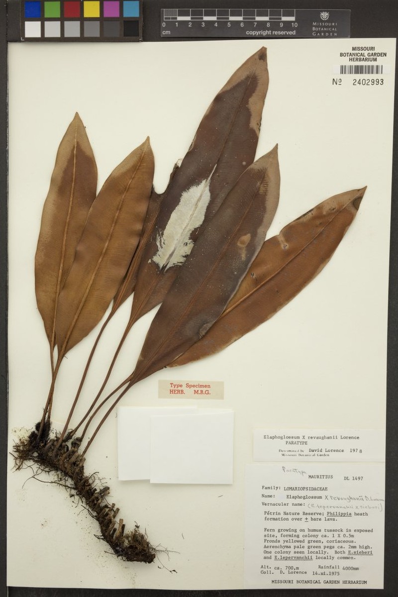 Elaphoglossum × revaughanii photo 2
