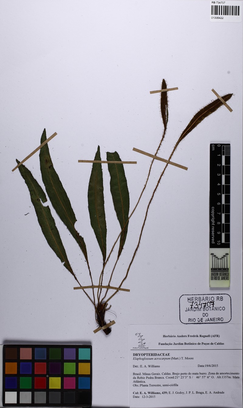 Elaphoglossum acrocarpum