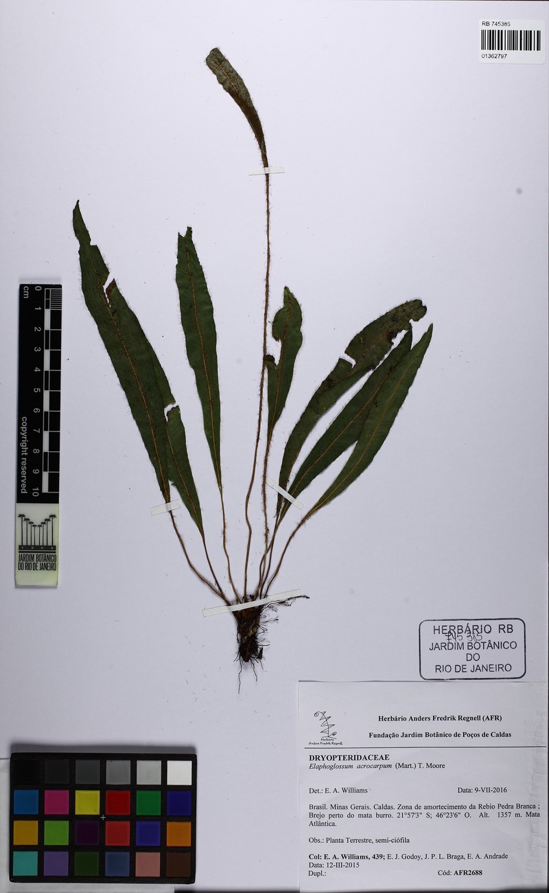 Elaphoglossum acrocarpum photo 2