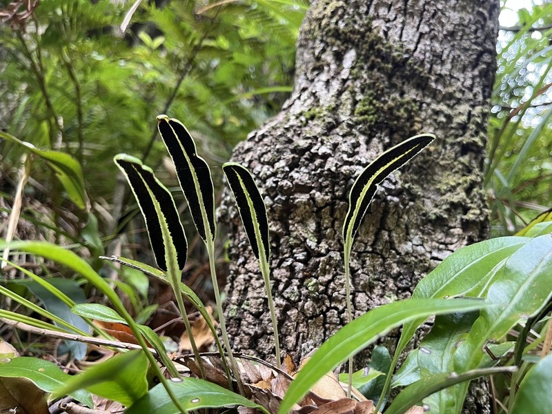 Elaphoglossum acrostichoides