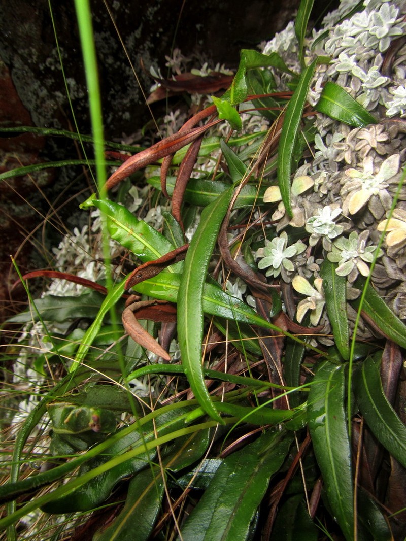 Elaphoglossum acrostichoides photo 2