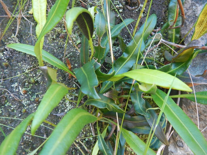 Elaphoglossum acrostichoides photo 3