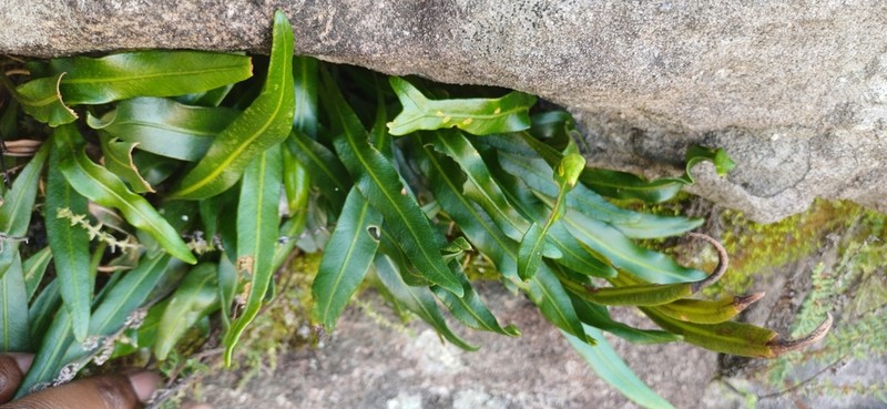 Elaphoglossum acrostichoides photo 4