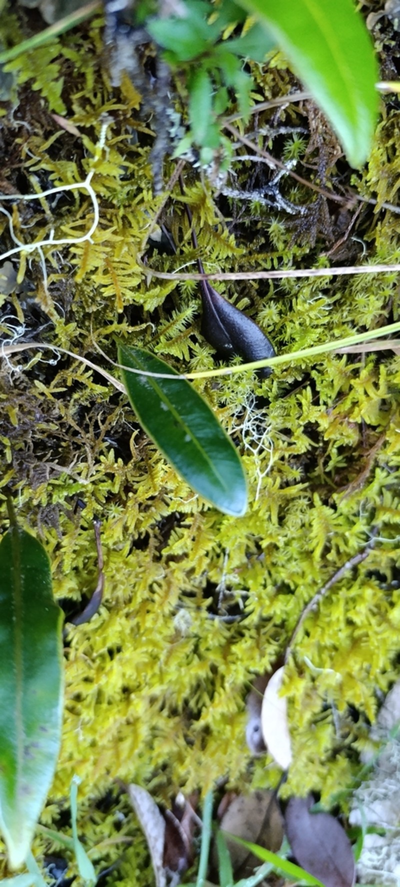 Elaphoglossum acrostichoides photo 5