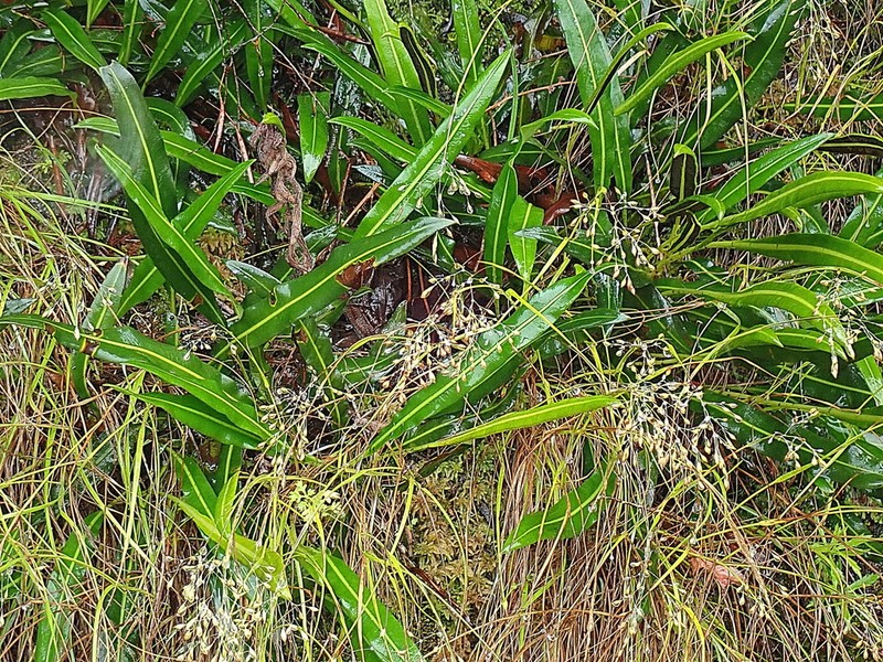 Elaphoglossum acrostichoides photo 8