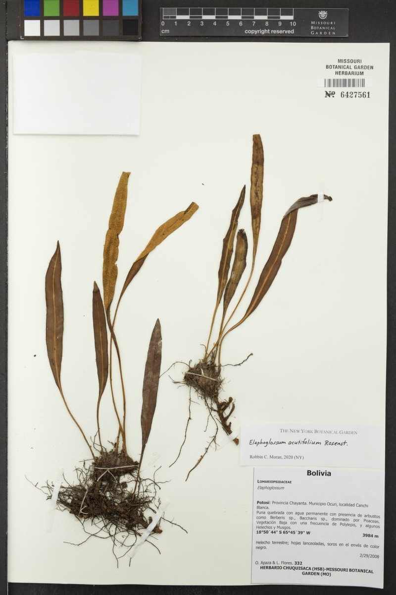 Elaphoglossum acutifolium photo 2