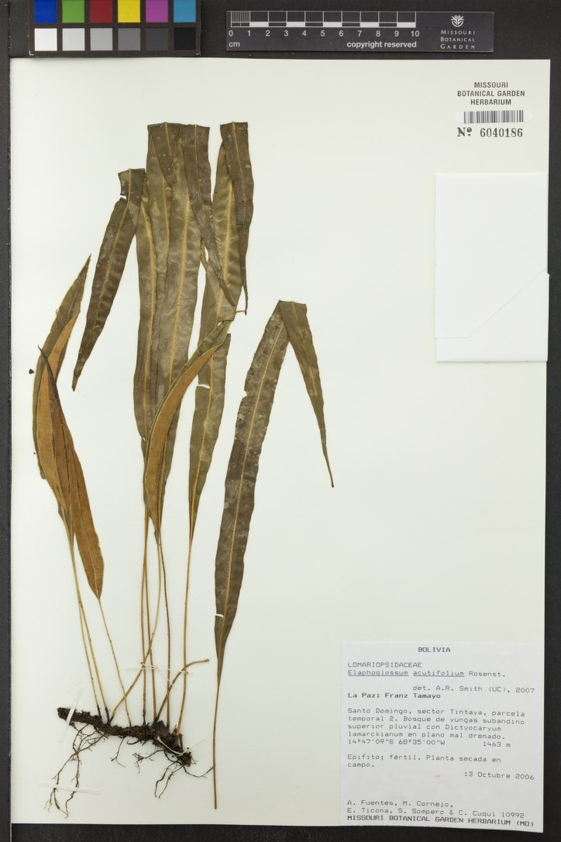 Elaphoglossum acutifolium photo 3