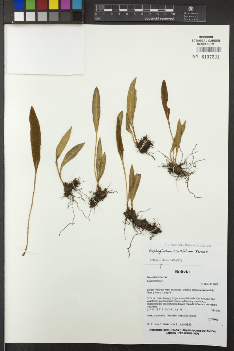 Elaphoglossum acutifolium photo 4