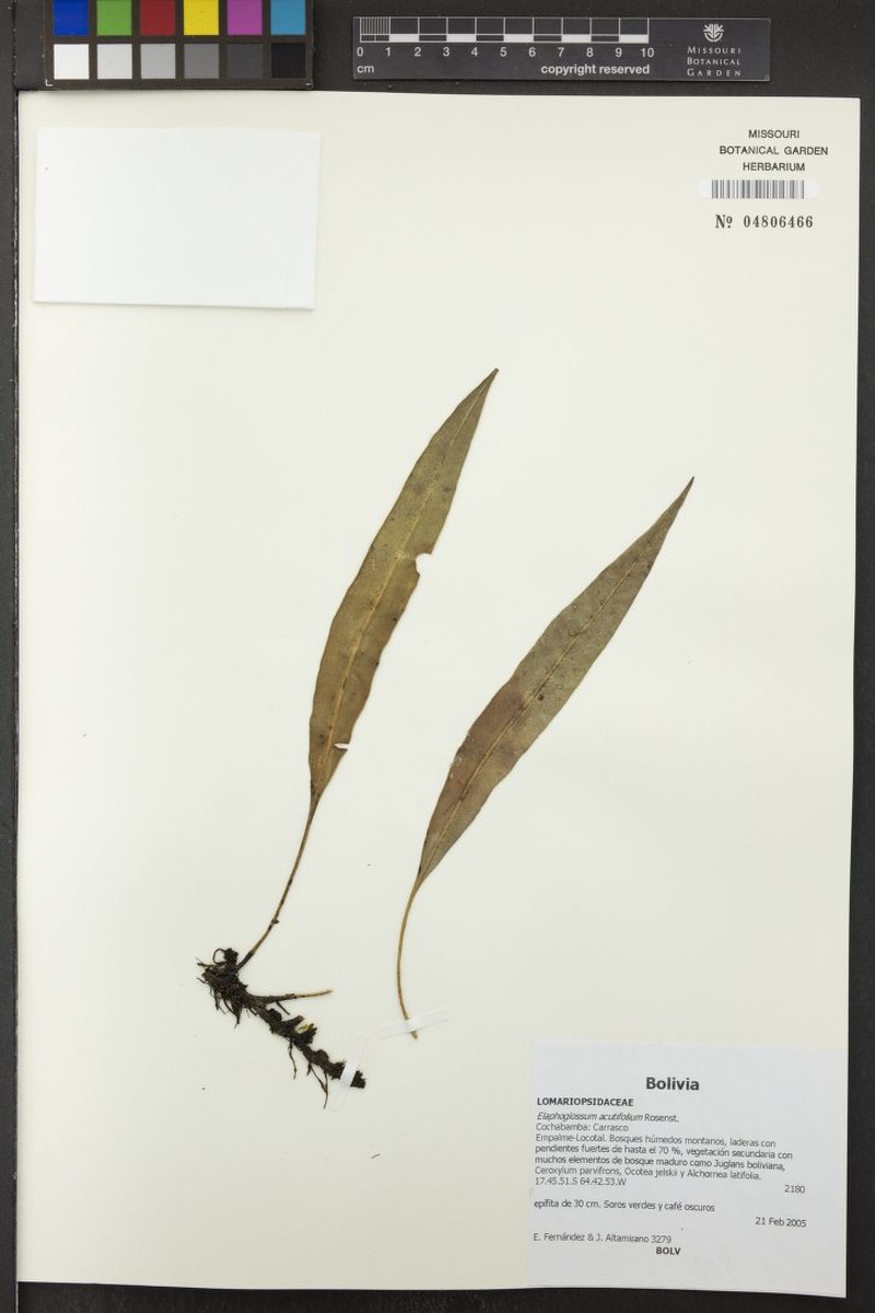 Elaphoglossum acutifolium photo 5