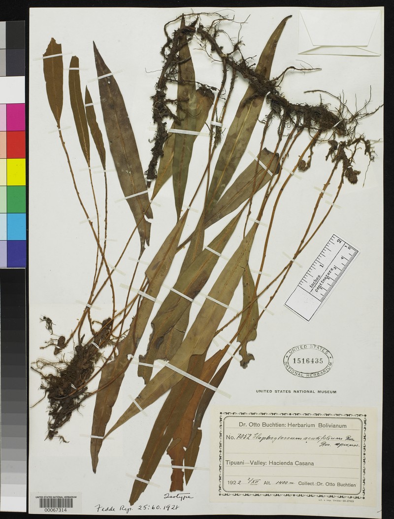 Elaphoglossum acutifolium