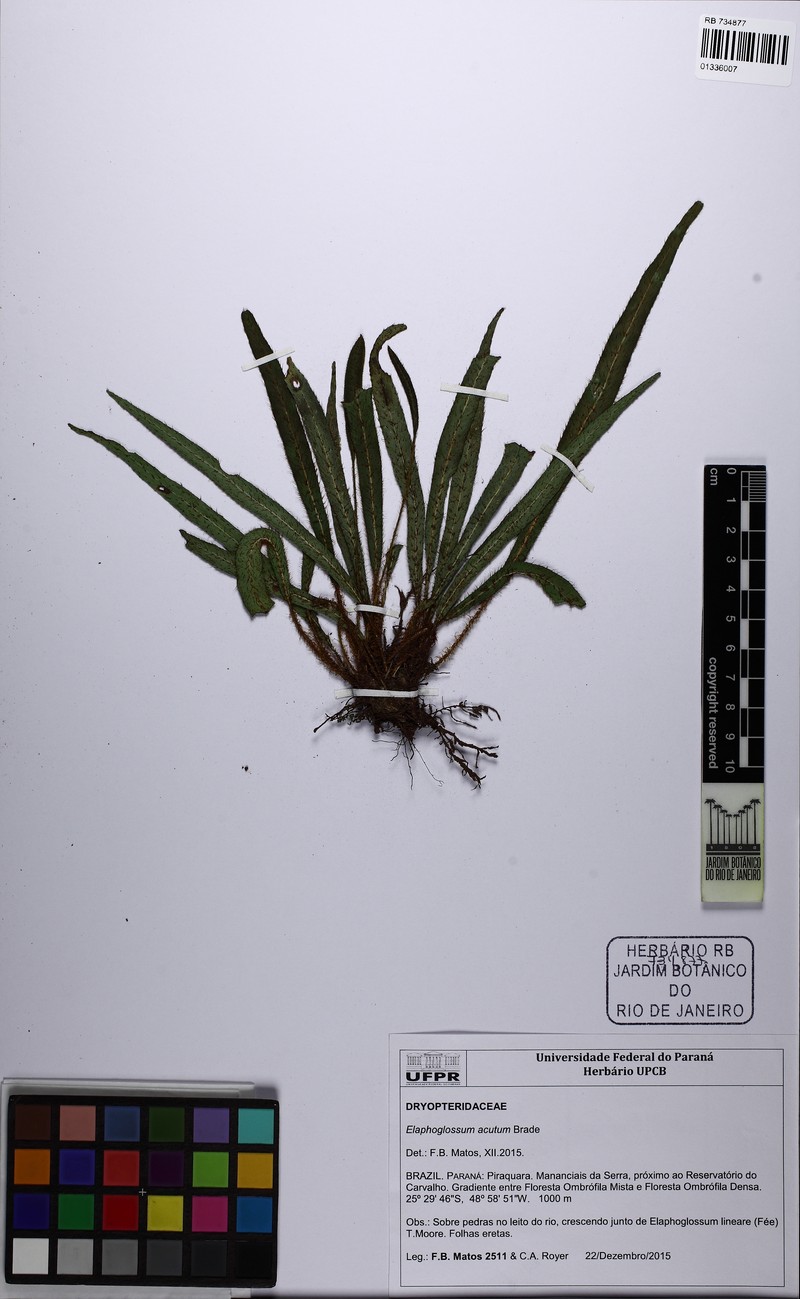 Elaphoglossum acutum
