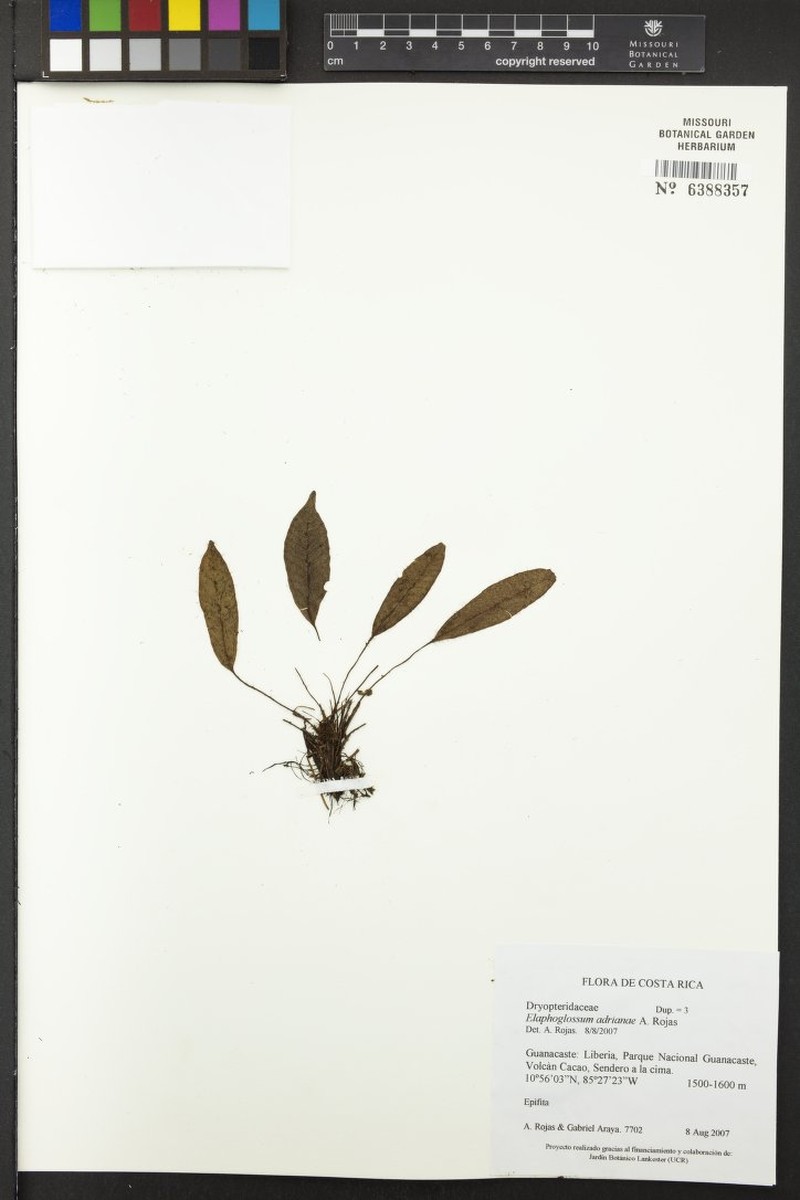 Elaphoglossum adrianae