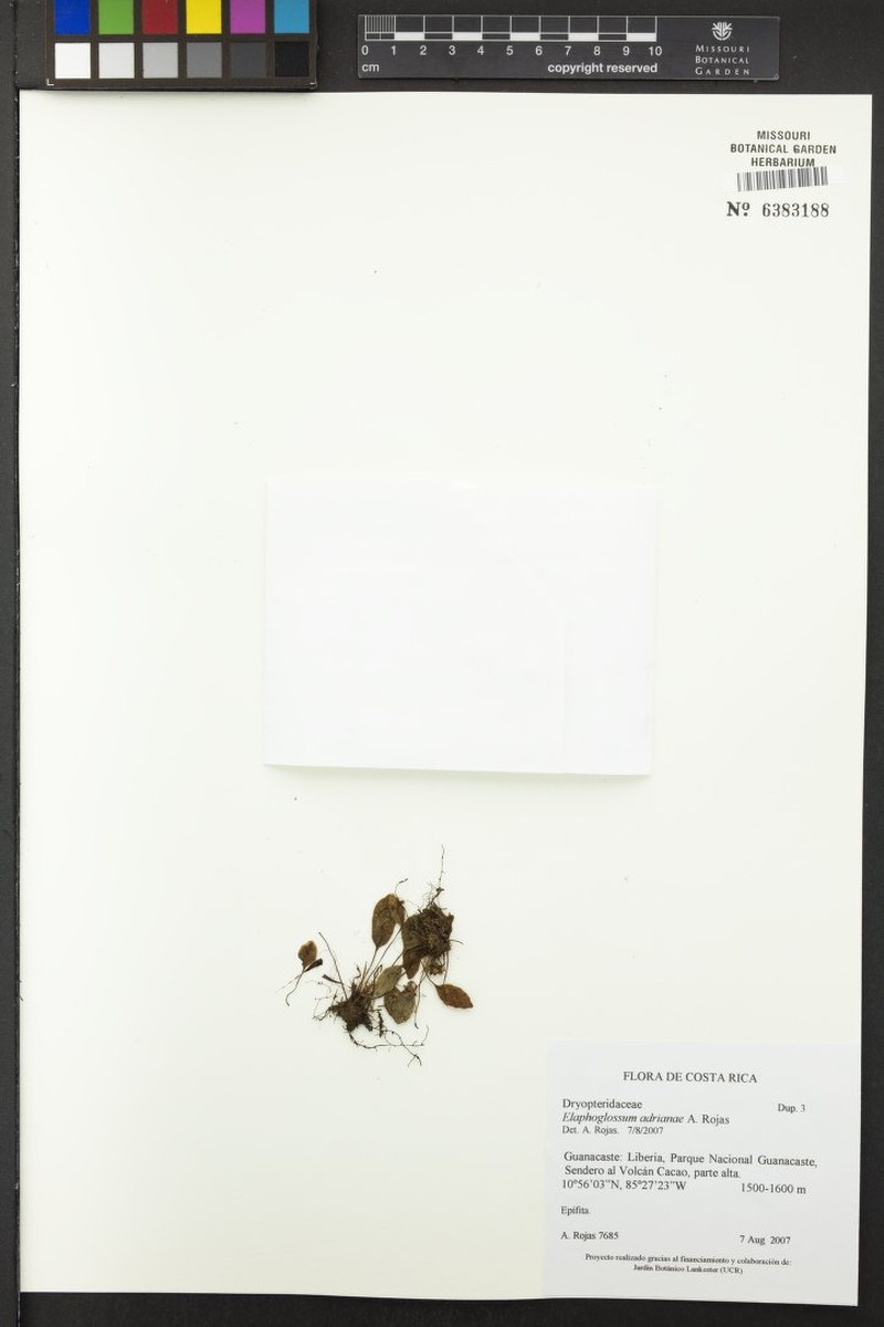 Elaphoglossum adrianae photo 2