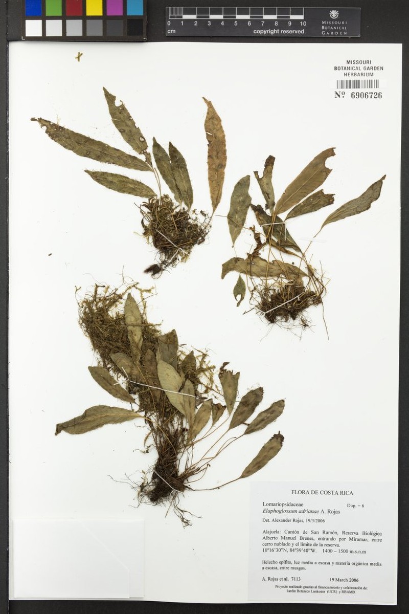 Elaphoglossum adrianae photo 3