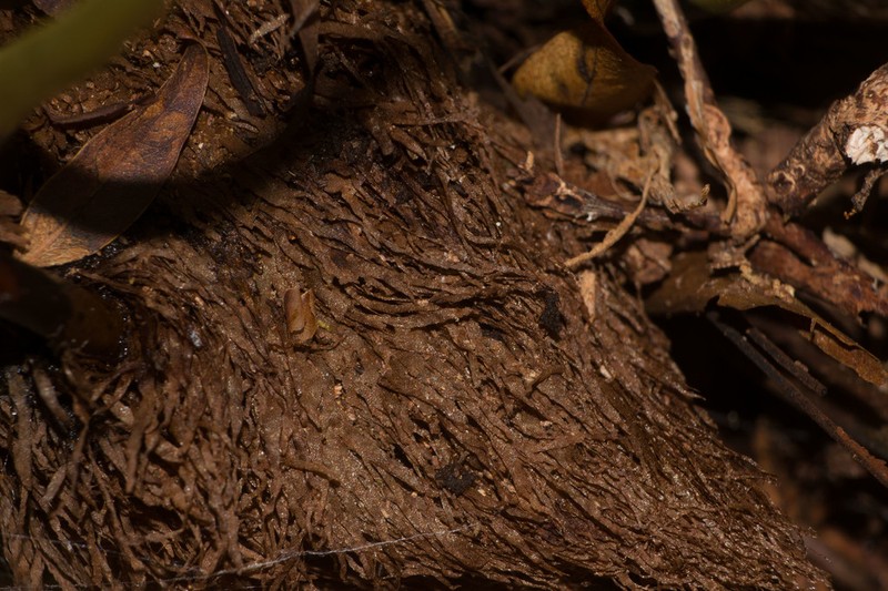 Creeping Tonguefern