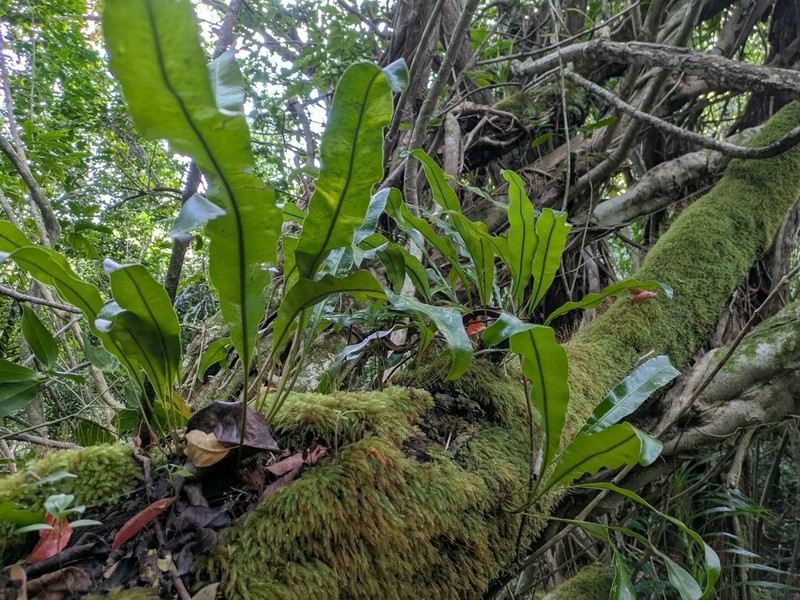 Creeping Tonguefern photo 2