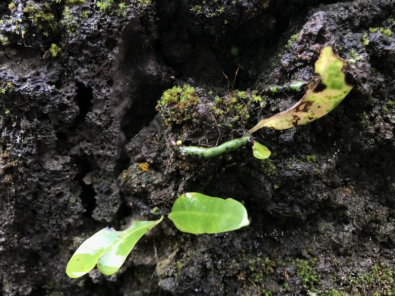 Creeping Tonguefern photo 3
