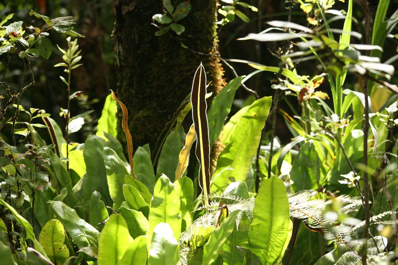 Creeping Tonguefern photo 8